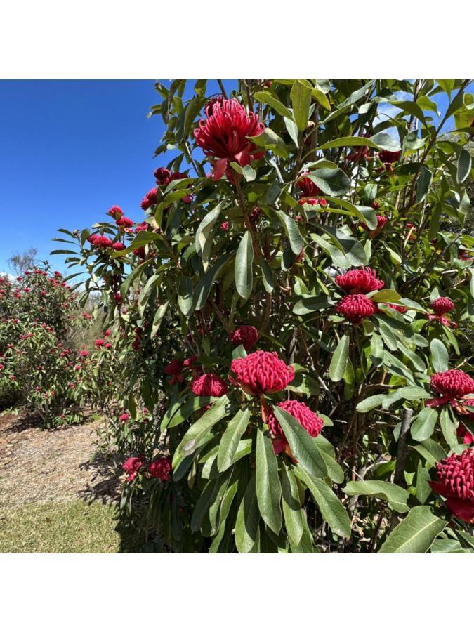 Valley Of The Waters B&B Wentworth Falls Bagian luar foto