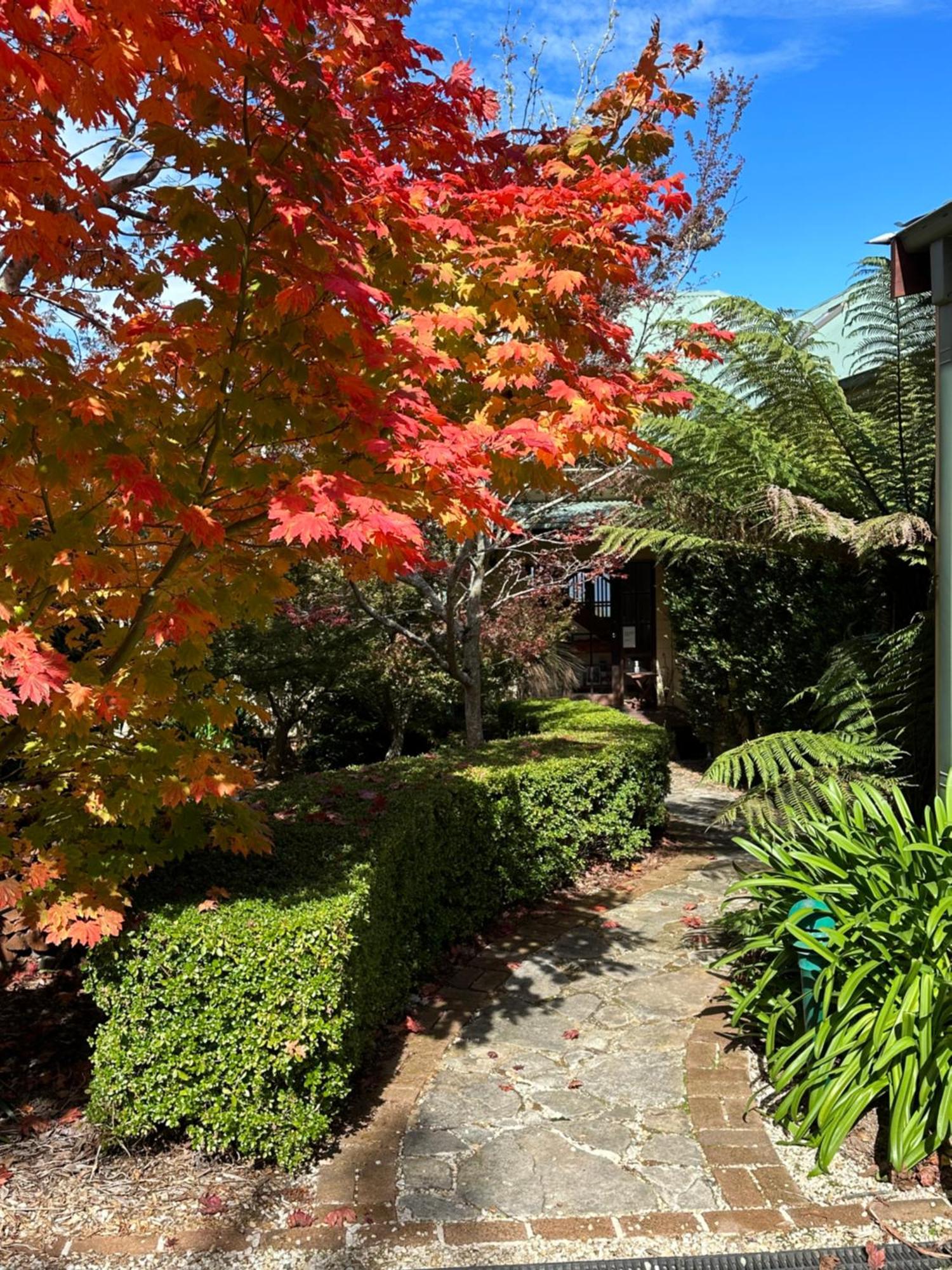 Valley Of The Waters B&B Wentworth Falls Bagian luar foto