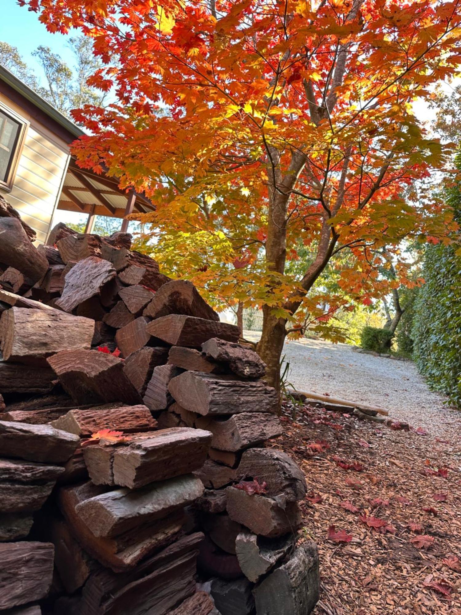 Valley Of The Waters B&B Wentworth Falls Bagian luar foto