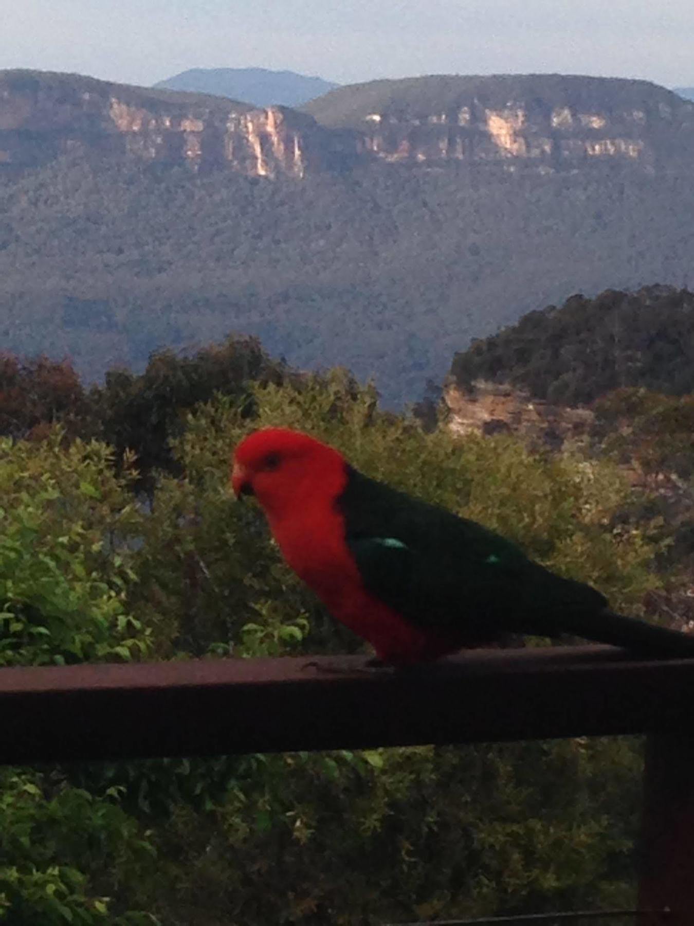 Valley Of The Waters B&B Wentworth Falls Bagian luar foto