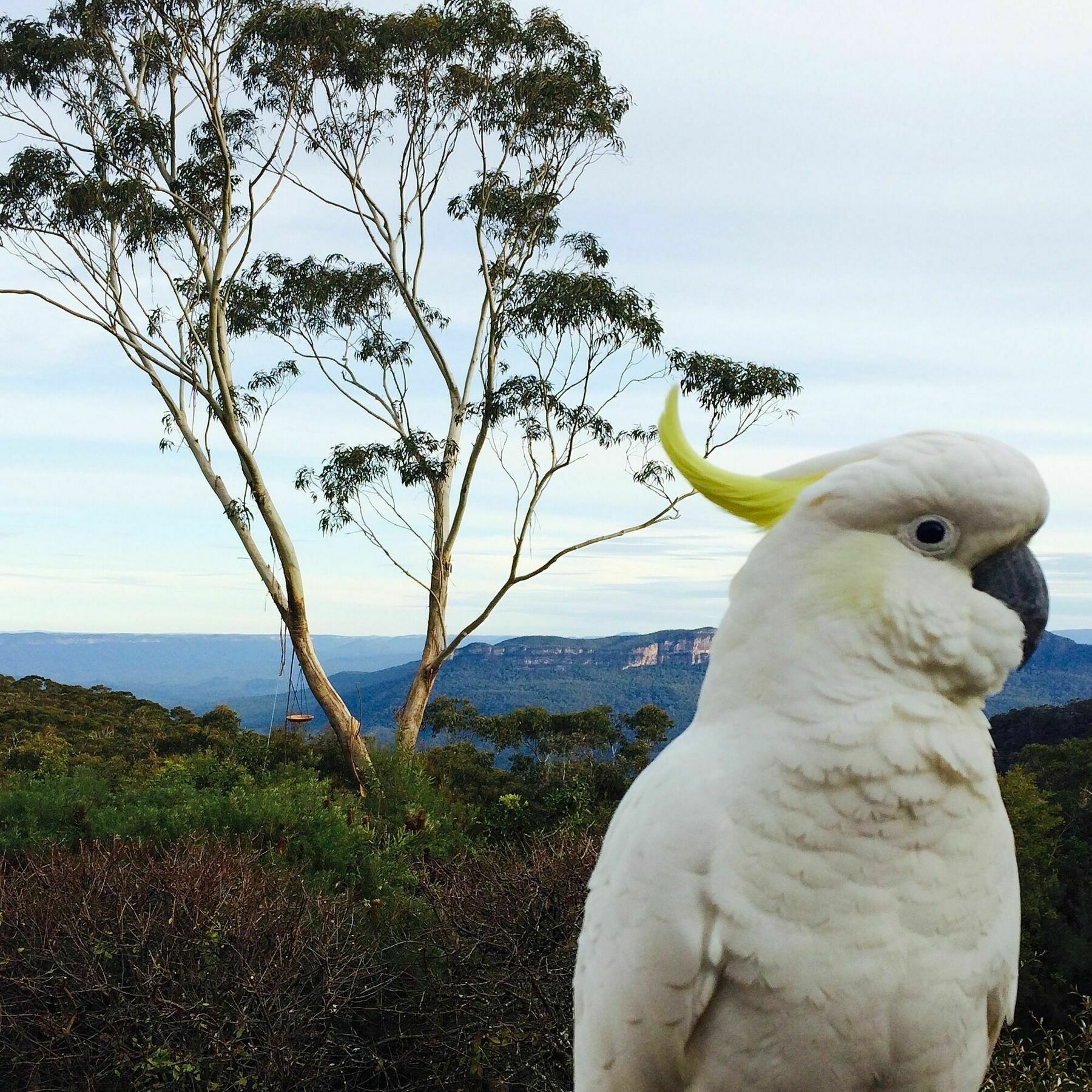 Valley Of The Waters B&B Wentworth Falls Bagian luar foto